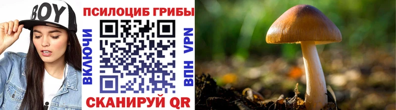 Купить где  Лагань  Псилоцибиновые грибы Cubensis 